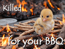 Thumbnail - Cute young chicken on grill